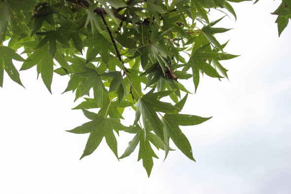 Worplesdon Sweetgum (3)