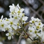 autumn brilliance serviceberry flower_internet