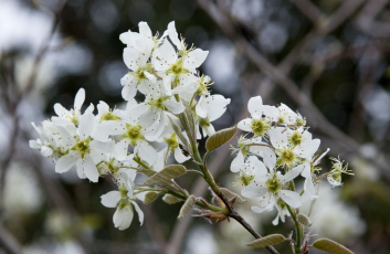 autumn brilliance serviceberry flower_internet