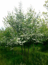 multi-stem winterking hawthorne