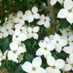 Venus Dogwood Flower