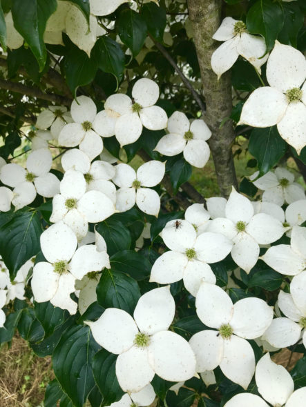 Venus Dogwood Flower