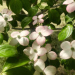 Heartthrob dogwood (cornus) foliage