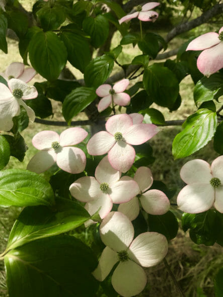 Heartthrob dogwood (cornus) foliage