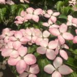 Heartthrob dogwood (cornus) flower