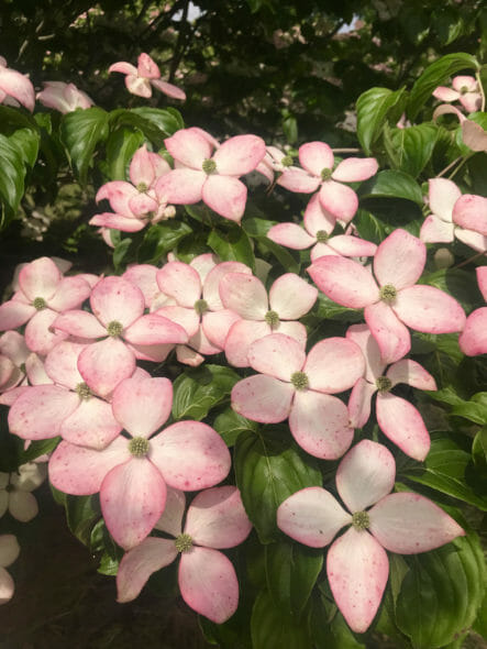 Heartthrob dogwood (cornus) flower