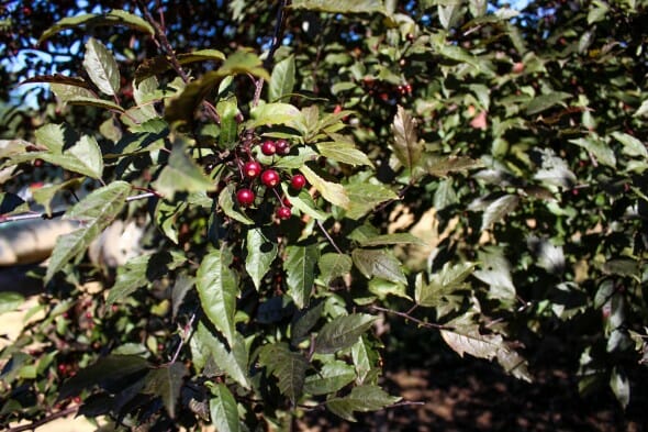 20140827-Royal Raindrops Crabapple (3)