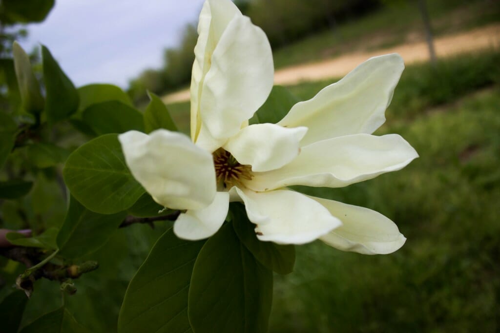 Butterfly Magnolia Halka Nurseries
