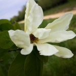 Magnolia Butterfly
