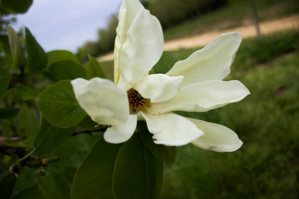 Magnolia Butterfly