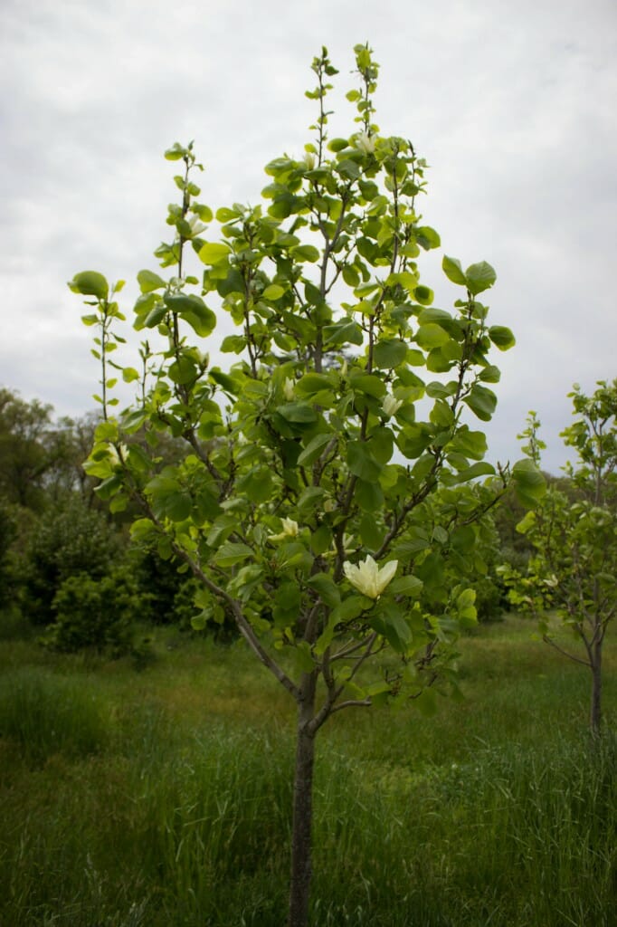 Magnolia Butterfly tree Halka Nurseries