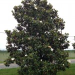 Southern magnolia