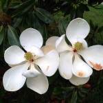 Southern magnolia 2