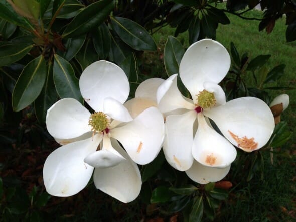 Southern magnolia 2