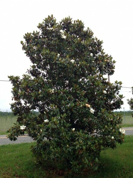 Southern magnolia