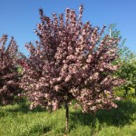 Royal Raindrops Crabapple Flower View