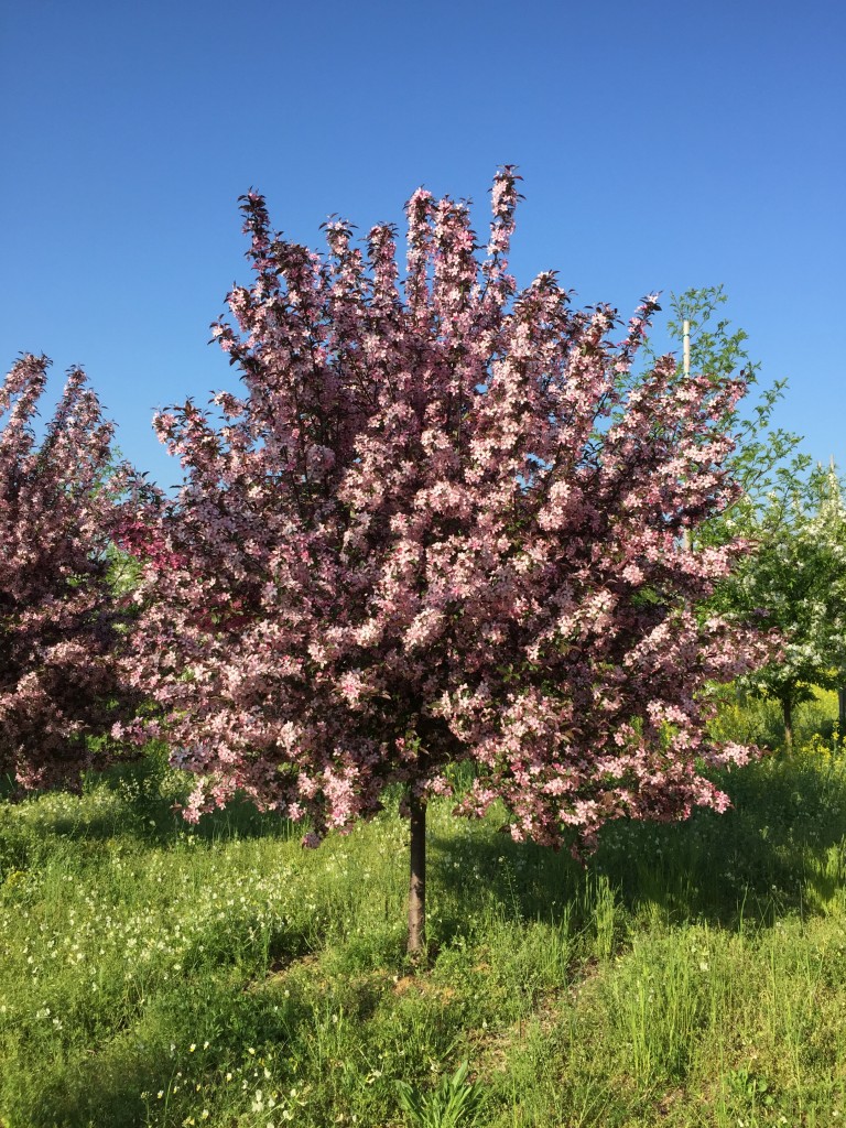 Royal Raindrops Crabapple - Halka Nurseries