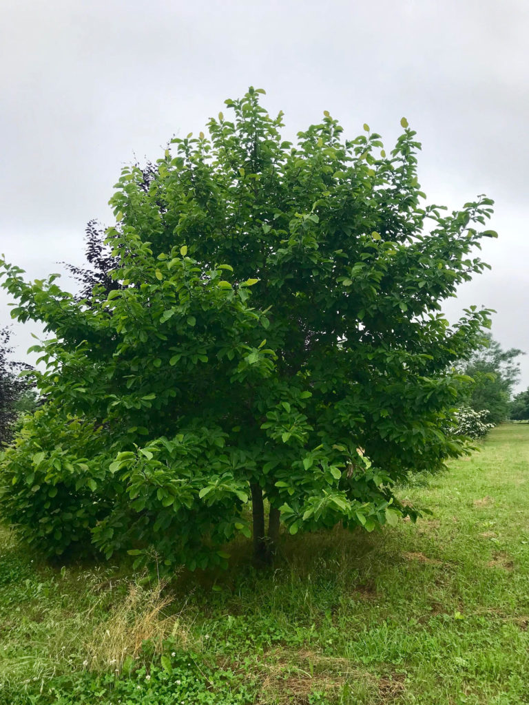 Butterfly Magnolia Halka Nurseries