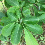 Magnolia ‘Butterfly’ Foliage