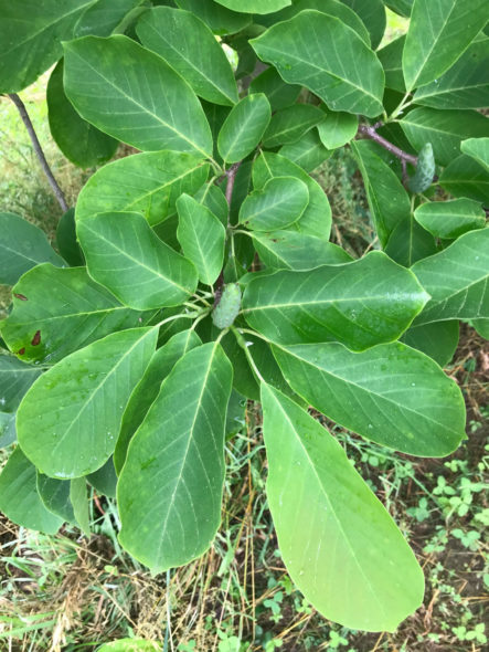 Magnolia ‘Butterfly’ Foliage