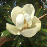 Magnolia grandiflora ‘Brackens Brown’ flower