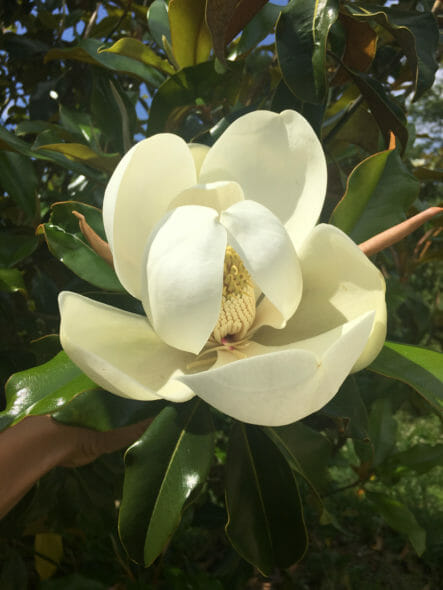 Magnolia grandiflora ‘Brackens Brown’ flower