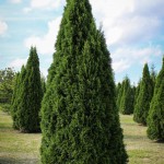 20140819-Emerald Green Arborvitae (1)