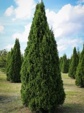 20140819-Emerald Green Arborvitae (1)