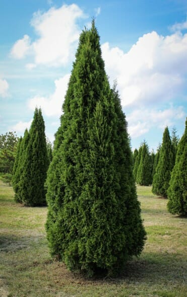 20140819-Emerald Green Arborvitae (1)