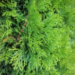 20140819-Emerald Green Arborvitae (2)