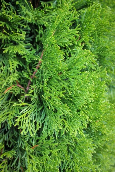 20140819-Emerald Green Arborvitae (2)