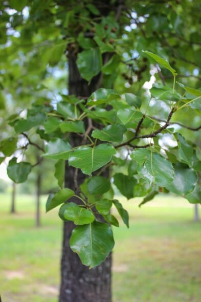 20140826-Chanticleer Pear (3)