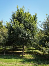 20140827-Chinese Dynasty Elm (1)