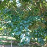 20140827-Chinese Dynasty Elm (2)