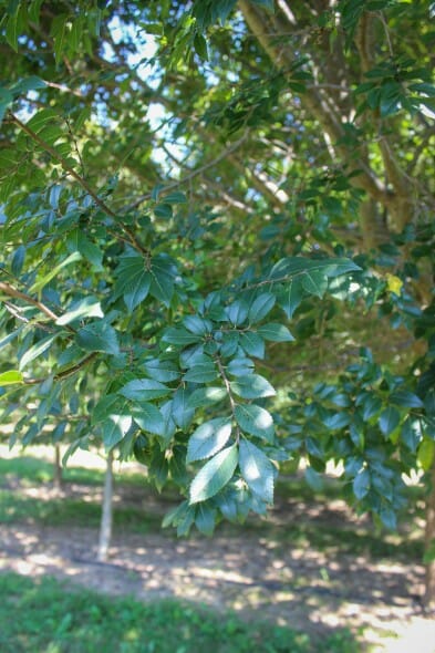 20140827-Chinese Dynasty Elm (2)