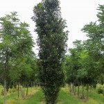 Green Pillar Oak (1)