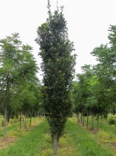 Green Pillar Oak (1)