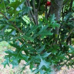 Green Pillar Oak (2)