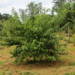 Multi-stem Black Cherry (2)