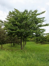 Multi-stem Wireless Zelkova (1)