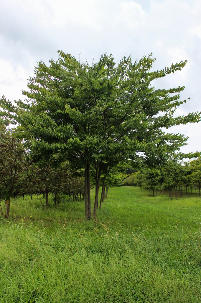 Multi-stem Wireless Zelkova (1)