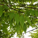 Multi-stem Wireless Zelkova (2)