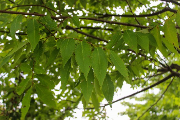 Multi-stem Wireless Zelkova (2)