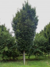 Musashino Columnar Zelkova (1)