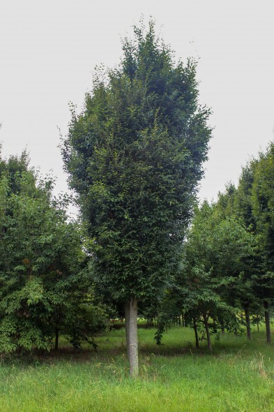 Musashino Columnar Zelkova (1)