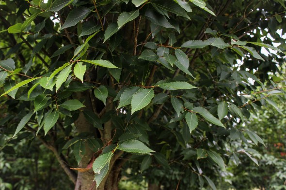 Musashino Columnar Zelkova (2)