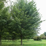 Princeton Elm (1)