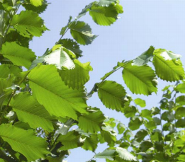 Princeton Elm Foliage_Internet