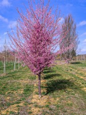 Prunus okame