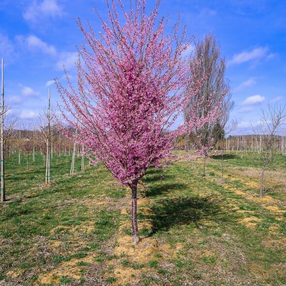 Prunus okame